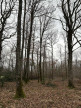à vendre Terrain boisé – forêt Ardentes