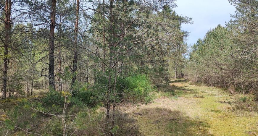 vente Terrain boisé – forêt Neuvy Sur Barangeon