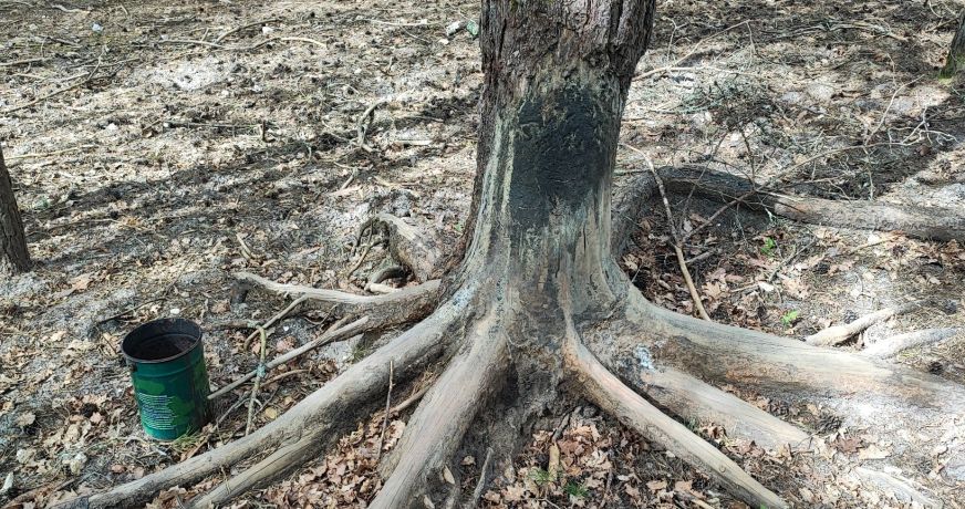 vente Terrain boisé – forêt Neuvy Sur Barangeon