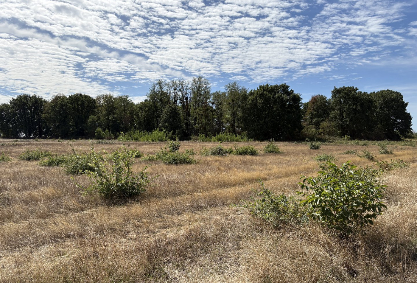 vente Terrain agricole Niherne - Photo 3