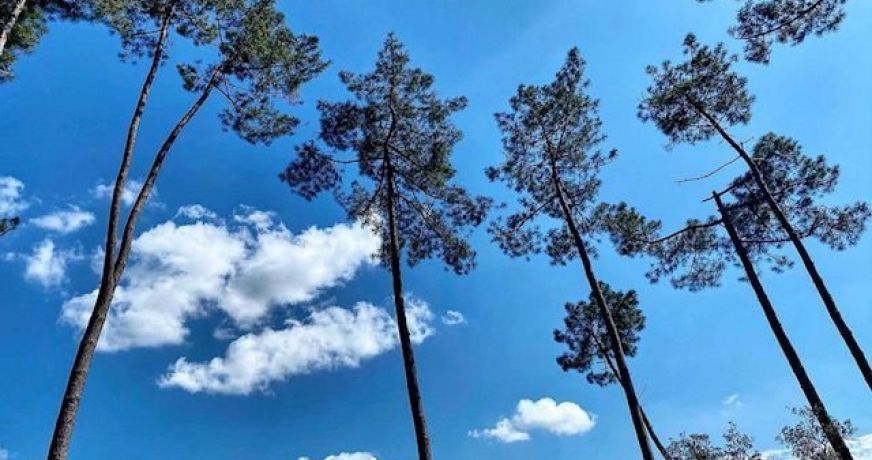 vente Maison Capbreton