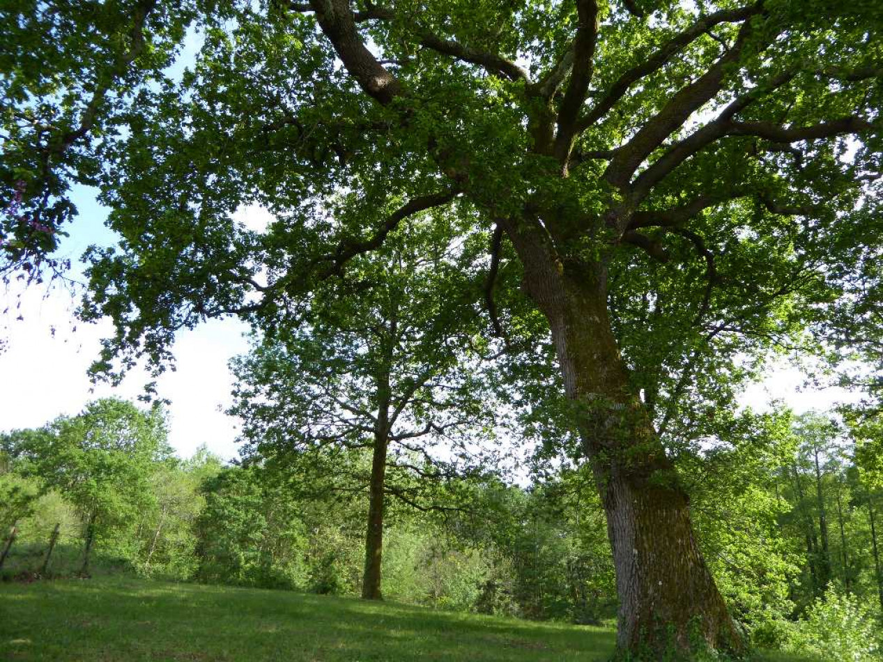 vente Ferme Saint Martin De Seignanx - Photo 16