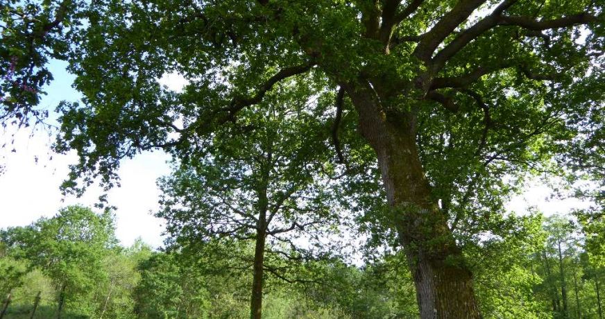 vente Ferme Saint Martin De Seignanx