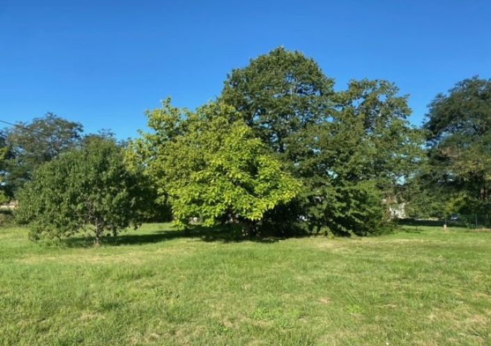 vente Terrain diffus (hors lotissement) Bellebat