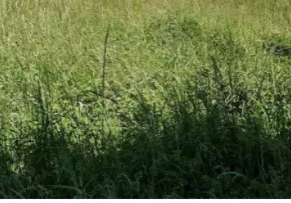 vente Terrain constructible Baccon