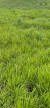 vente Terrain constructible Pierres