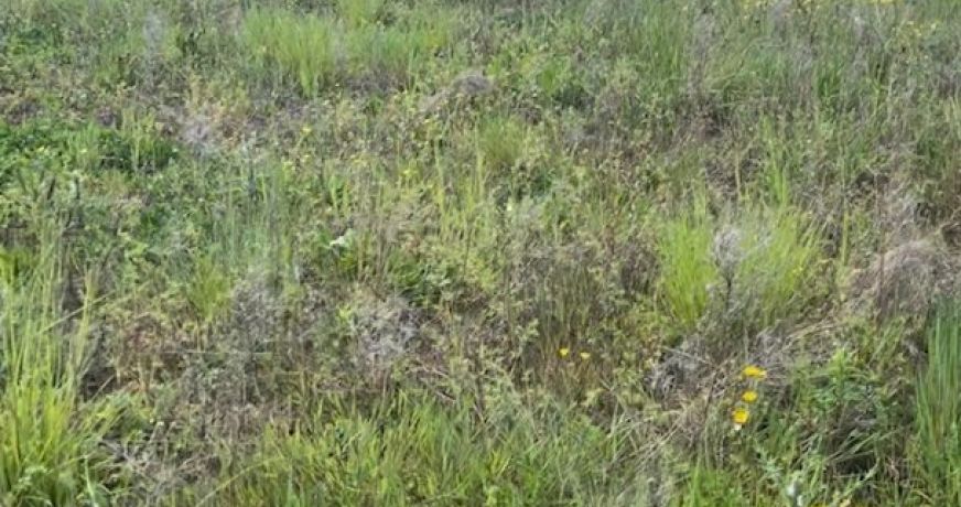 vente Terrain constructible La Chapelle Saint Mesmin