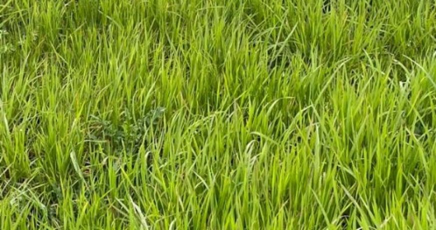 vente Terrain Anet
