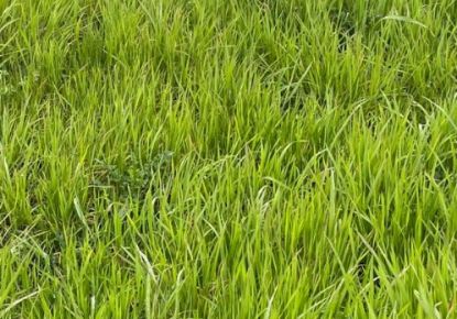 vente Terrain constructible Checy