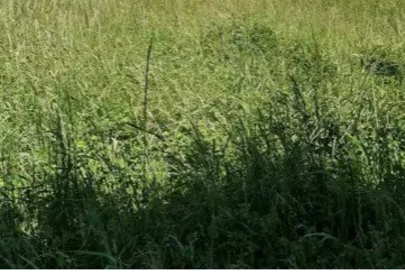 vente Terrain constructible Fleury Les Aubrais - Photo 1