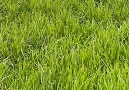 vente Terrain constructible Selles Saint Denis