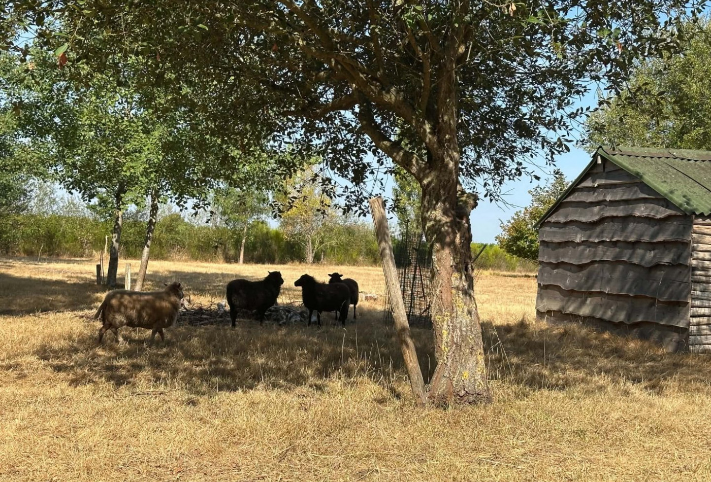 vente Maison Saint Lambert Du Lattay - Photo 3