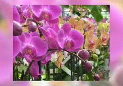 vente Fleuriste Valognes