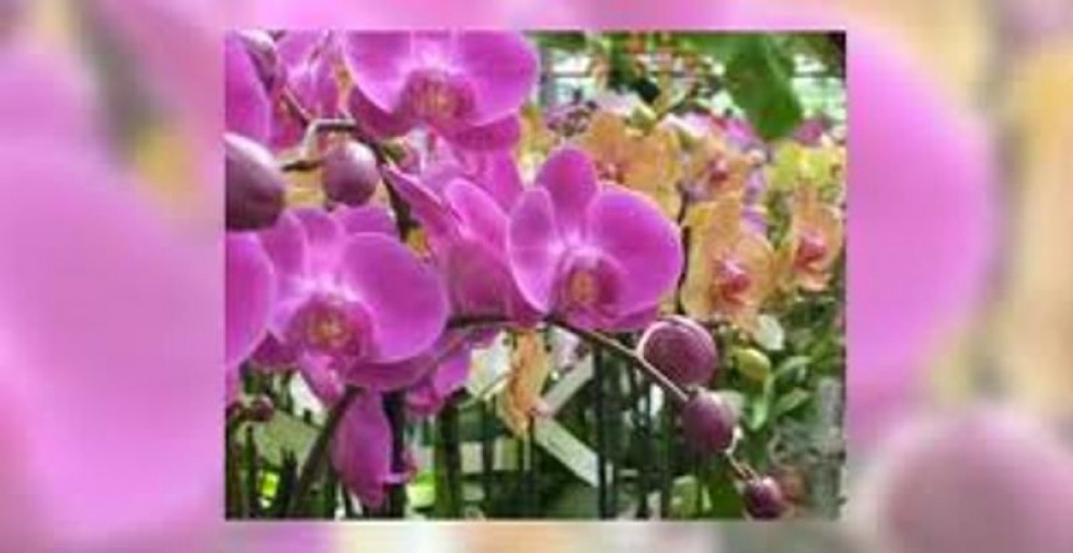 vente Fleuriste Saint Lo - Photo 1