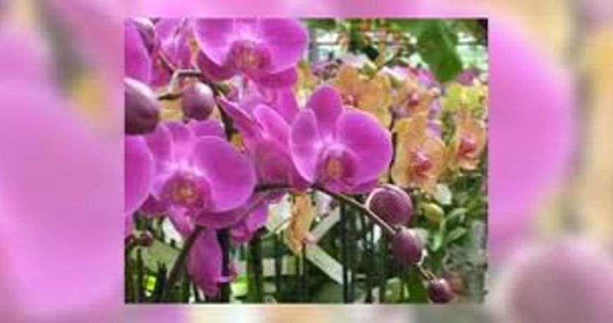 vente Fleuriste Cherbourg-octeville