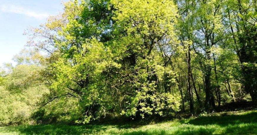 vente Maison Ploerdut