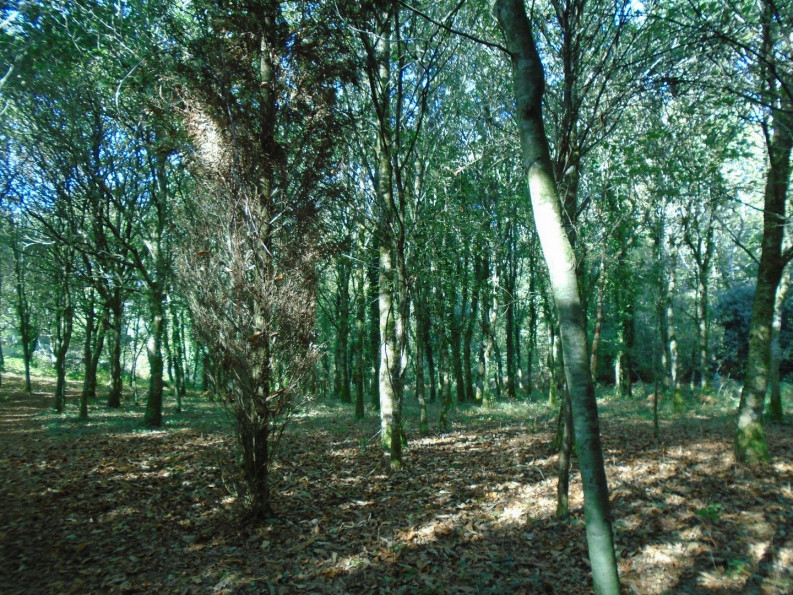 vente Maison Le Faouet - Photo 6