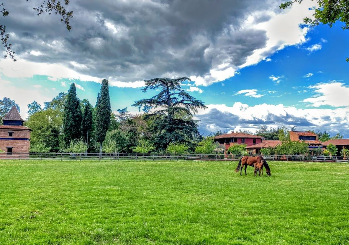 vente Haras / equestre Montauban