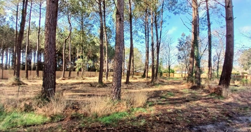 vente Terrain constructible Seignosse