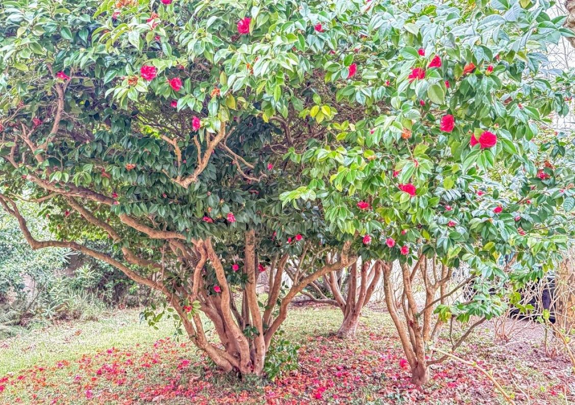 vente Propriété Anglet