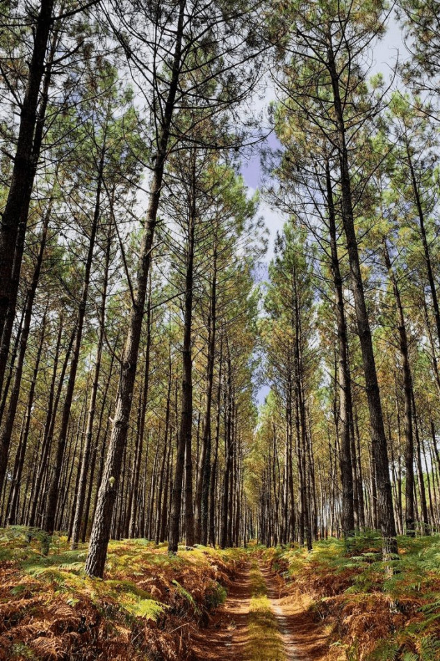 sale Maison Saint Michel Escalus - Photo 13