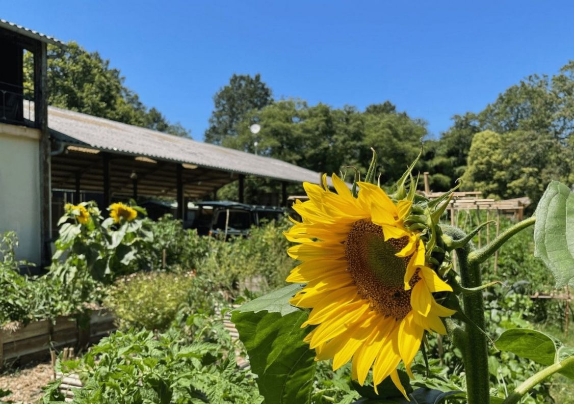 vente Maison Saint Michel Escalus