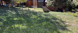 vente Chalet Eyne