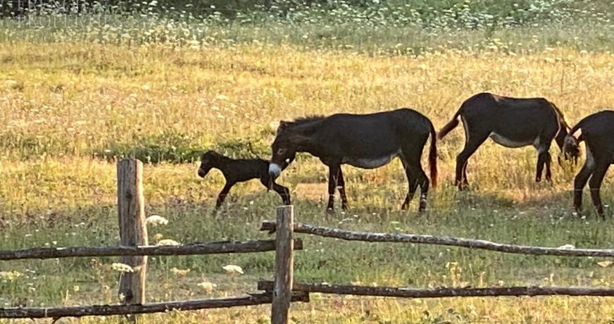 vente Domaine Saint Laurent De Cerdans