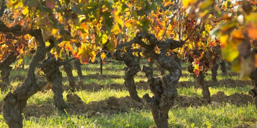 à vendre Terrain viticole Saint Esteve - Photo 2