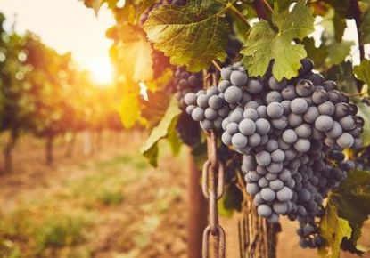 vente Terrain viticole Saint Esteve