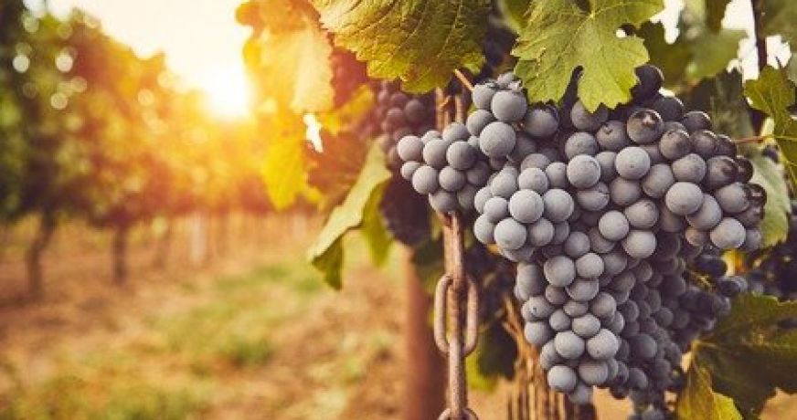 vente Terrain viticole Saint Esteve