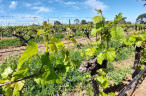 à vendre Terrain viticole Saint Esteve