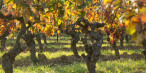 à vendre Terrain agricole Peyrestortes