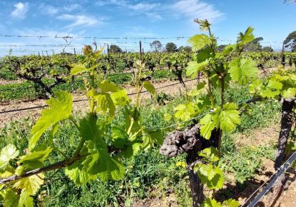 vente Terrain agricole Peyrestortes