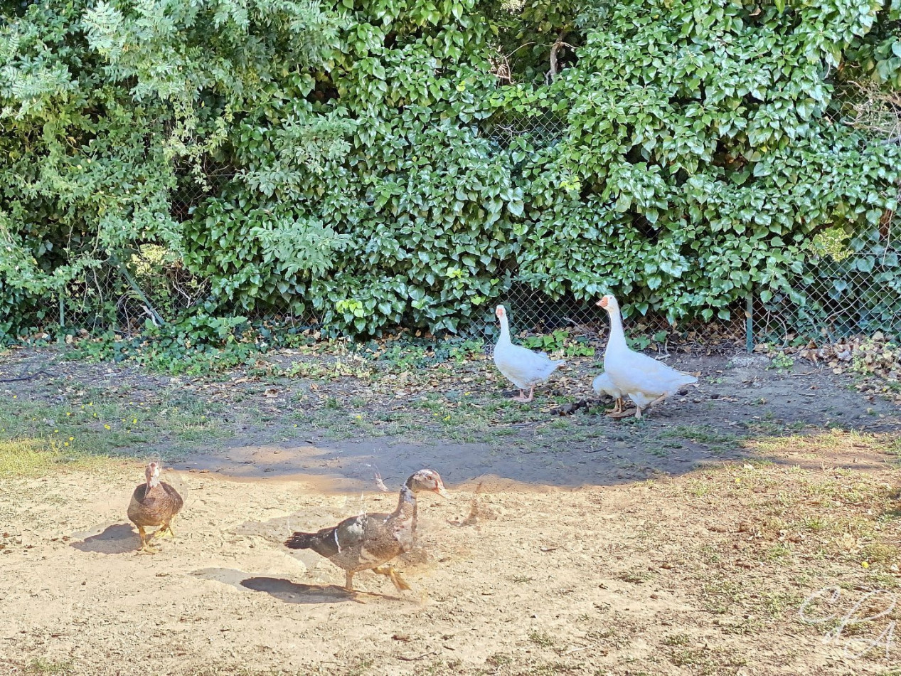 vente Villa Perpignan - Photo 8