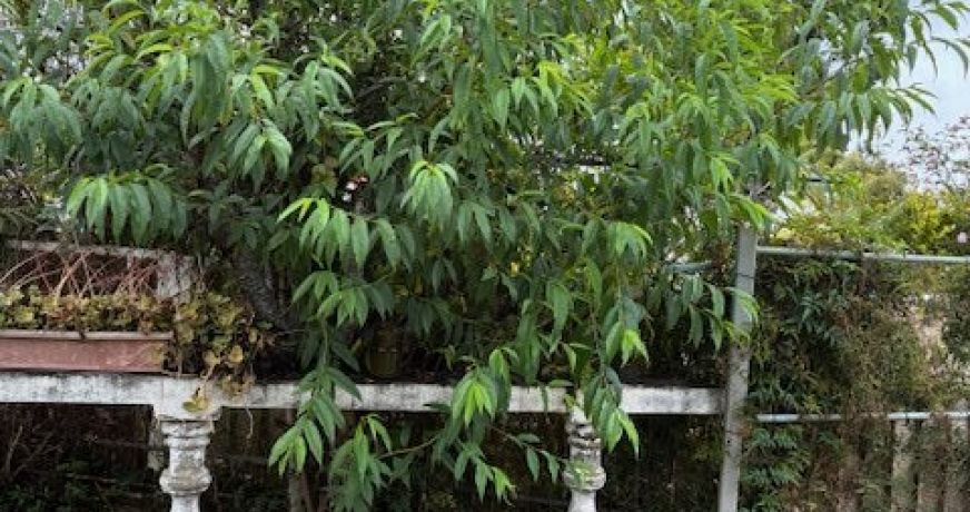 vente Maison à rénover La Plaine Des Cafres