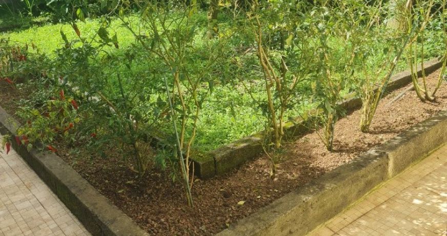 vente Maison individuelle Le Tampon