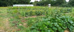 vente Terrain de loisir Verdelot