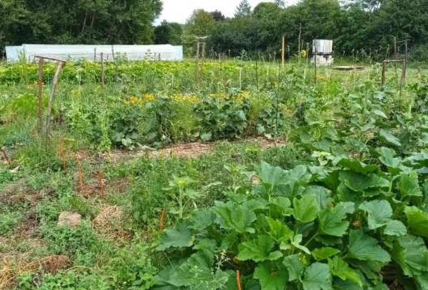 vente Terrain de loisir Verdelot - Photo 7