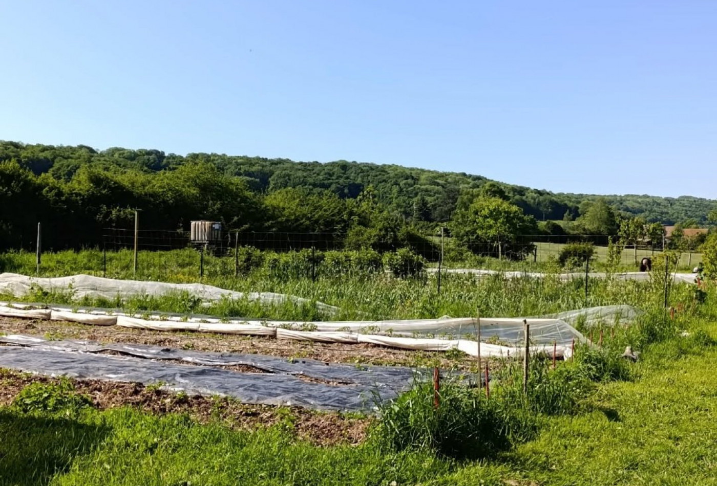 vente Terrain de loisir Verdelot - Photo 4