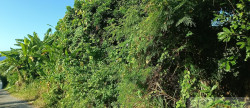 vente Terrain Sainte Rose