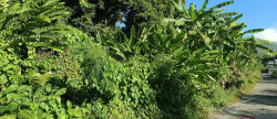 vente Terrain Sainte Rose