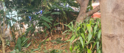 vente Maison Ravine Des Cabris