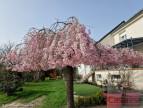 vente Maison Saran