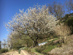 à vendre Maison de caractère Rive De Gier