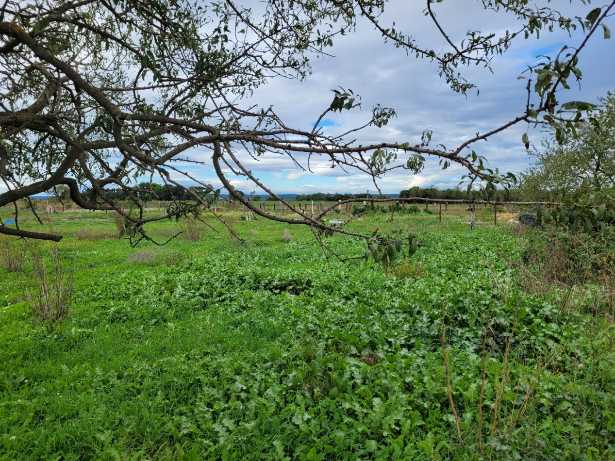 à vendre Terrain agricole Manduel - Photo 1