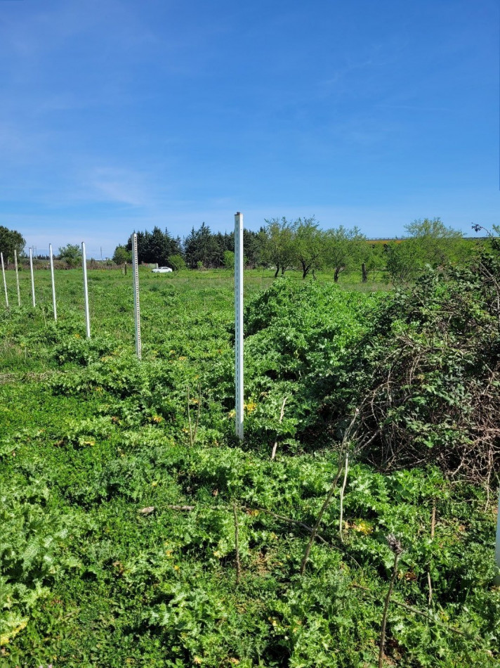 for sale Terrain agricole Manduel - Photo 2