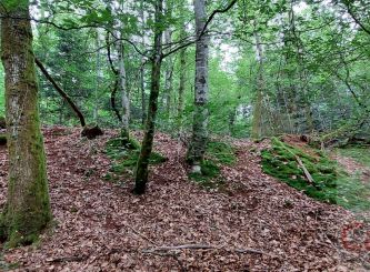vente Terrain boisé – forêt Champagney