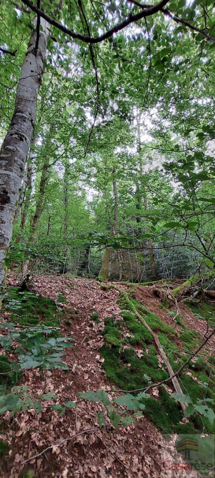for sale Terrain boisé – forêt Champagney - Photo 2