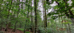for sale Terrain boisé – forêt Champagney